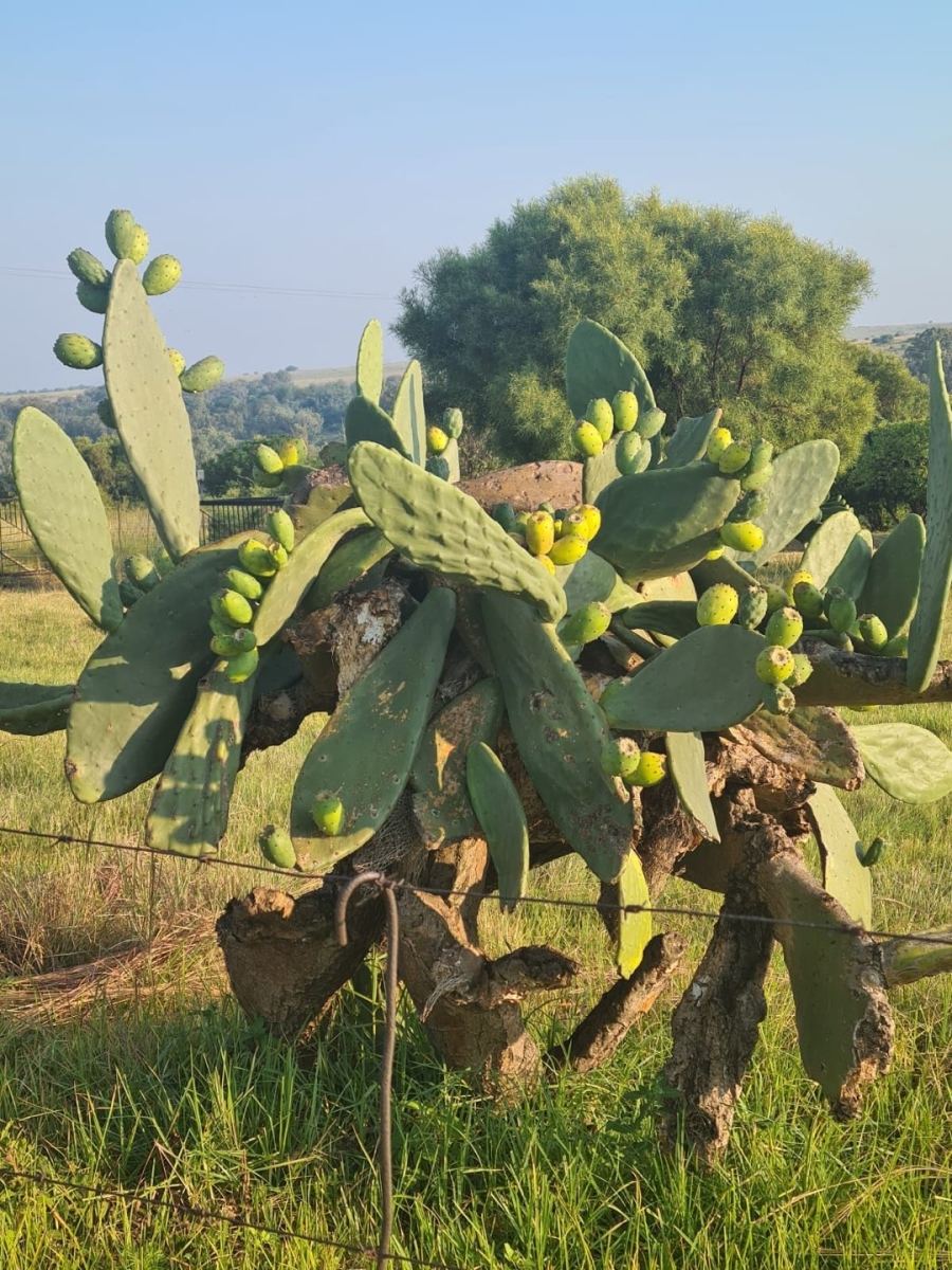 4 Bedroom Property for Sale in Deneysville Free State